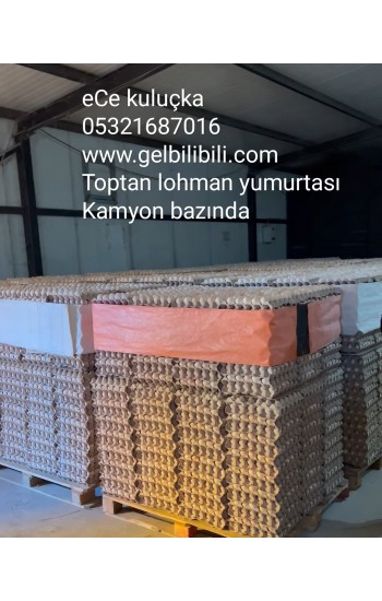 Toptan lohman Gezen Tavuk Yumurtası bilibili yumurta…